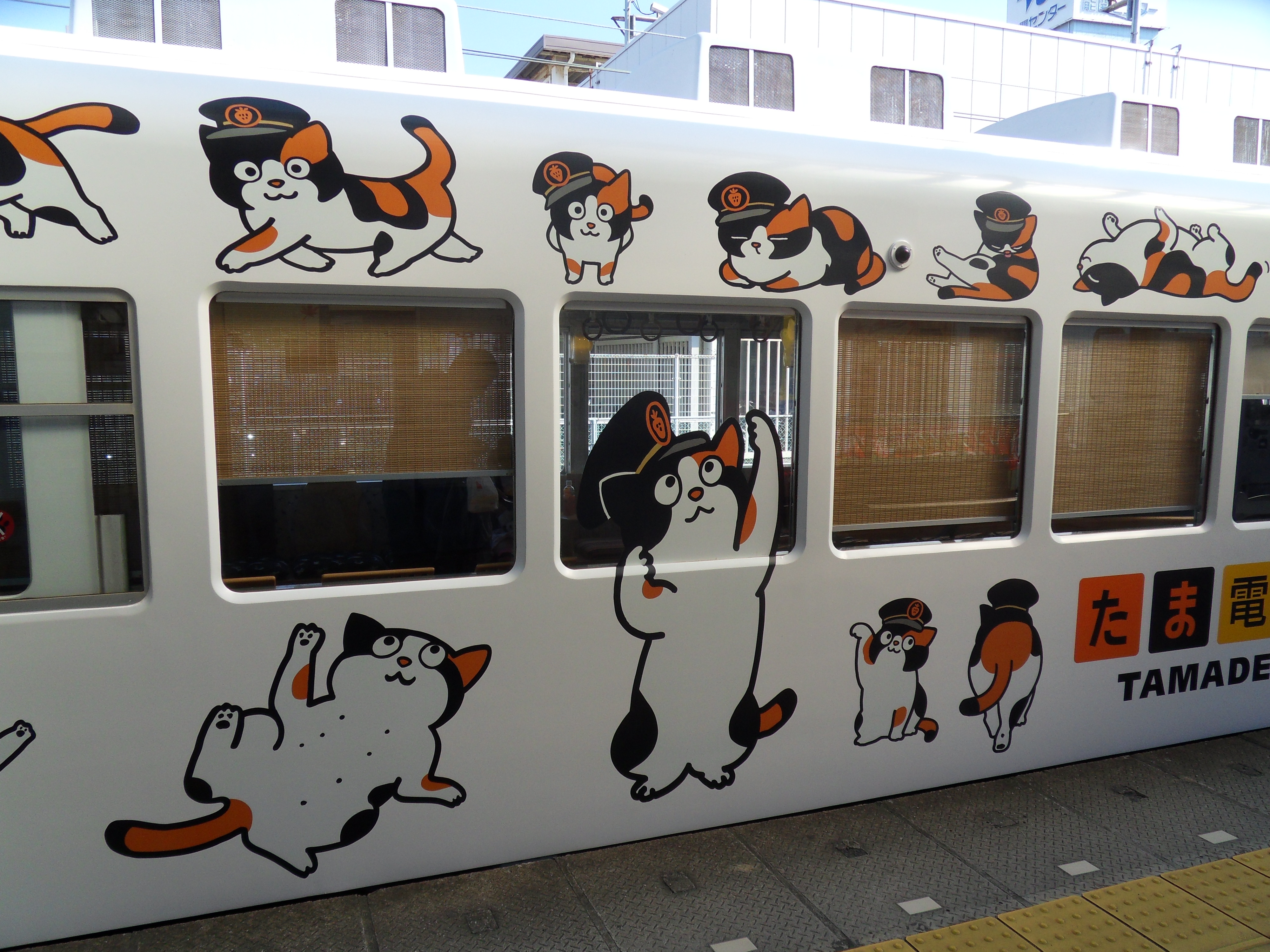 cat train car 